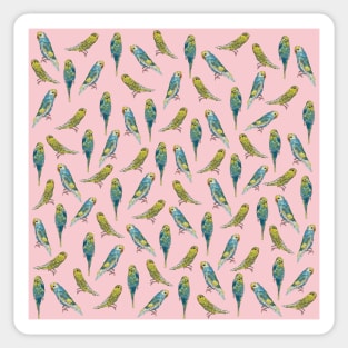 Pink Budgies Sticker